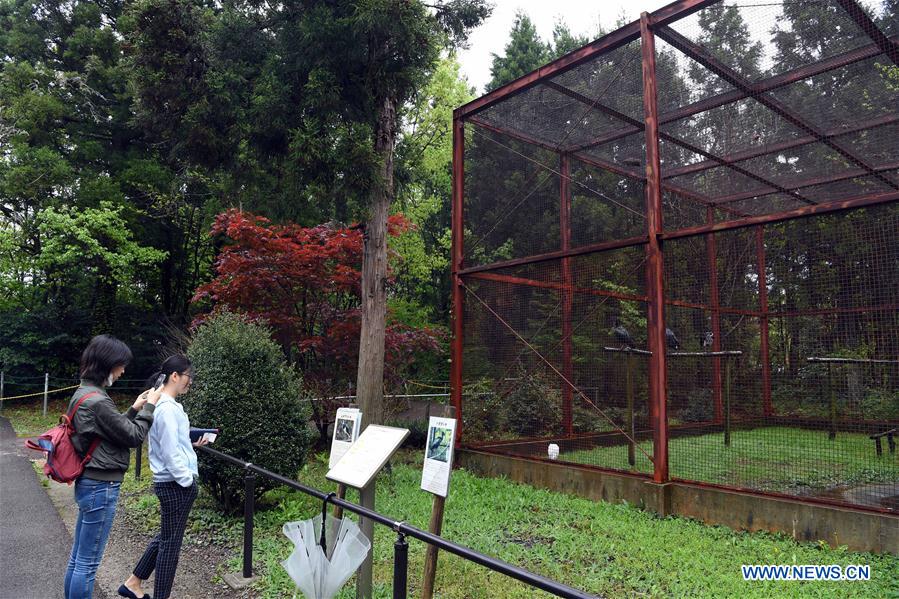 JAPAN-SADO ISLAND-CRESTED IBISES-FEATURE