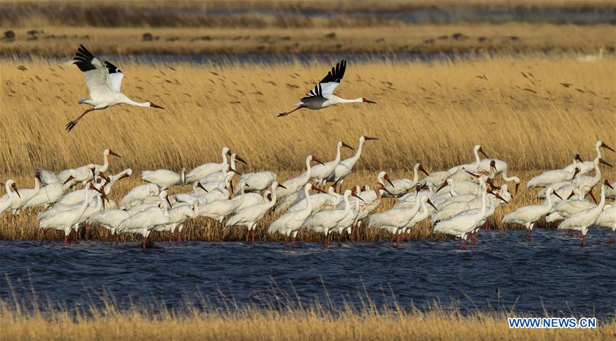 CHINA-JILIN-CRANE-MIGRATION (CN)
