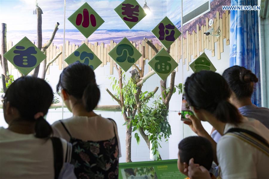 #CHINA-NANJING-ZOO-KOALA (CN)