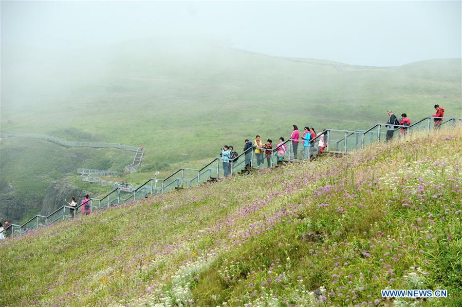 #CHINA-GUIZHOU-CHIVE FLOWER(CN)