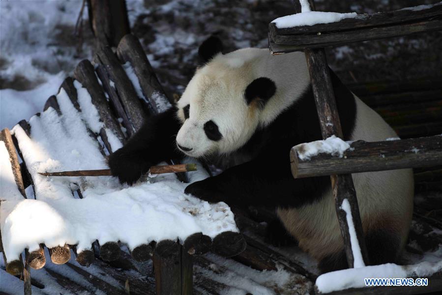CHINA-HEILONGJIANG-GIANT PANDAS (CN)