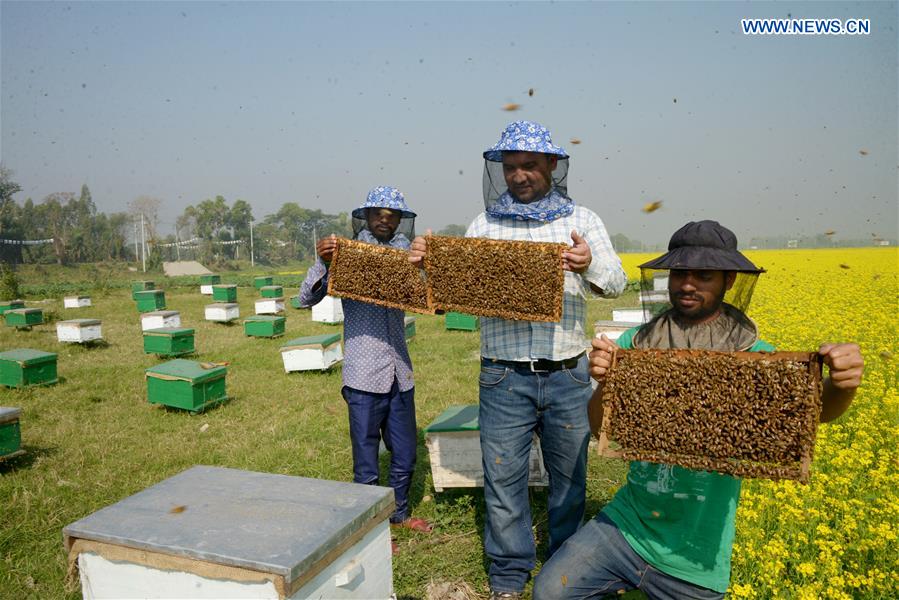 BANGLADESH-DHAKA-HONEY-BEE-FARMING