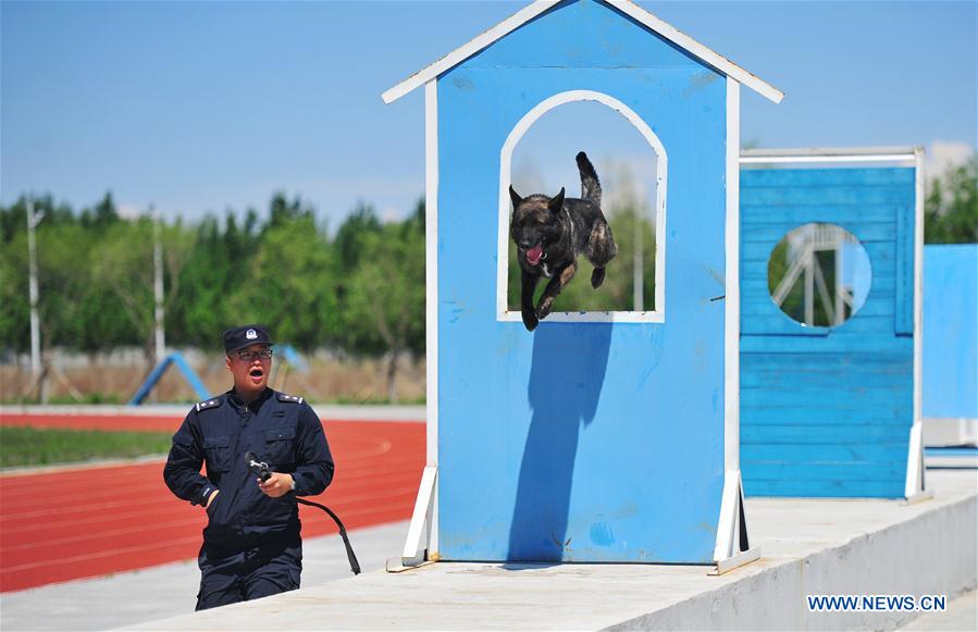 #CHINA-HARBIN-POLICE DOG-TRAINING (CN)
