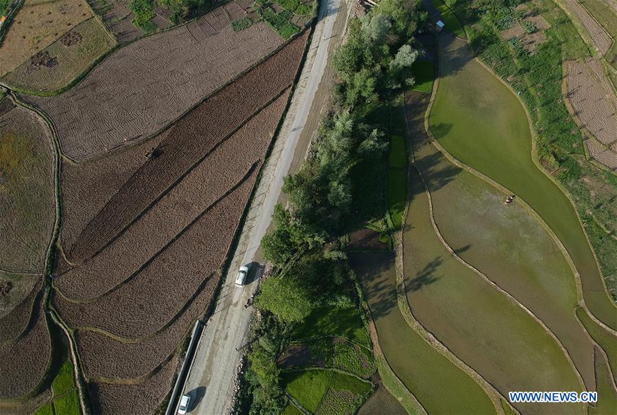 KASHMIR-SRINAGAR-PADDY FIELDS