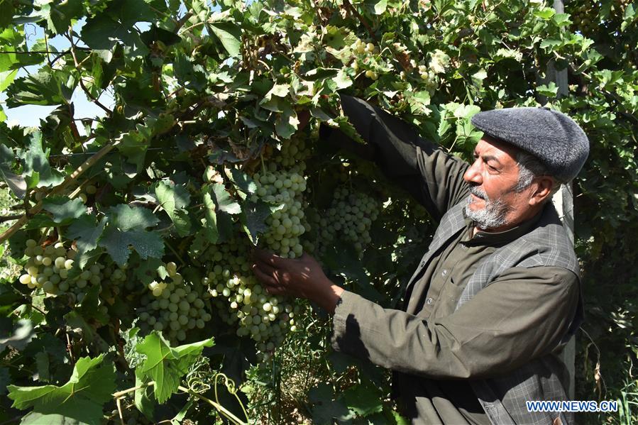 AFGHANISTAN-BALKH-VINEYARD