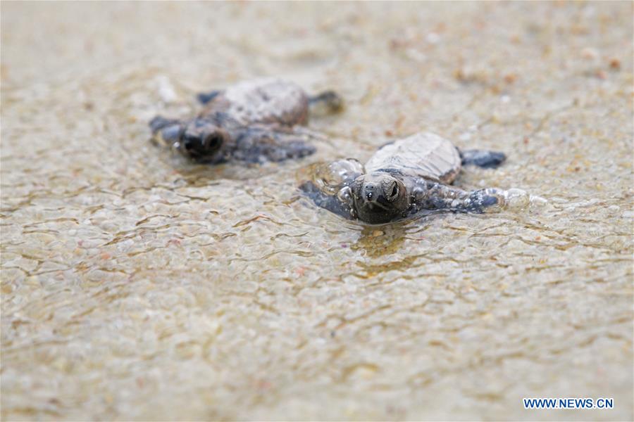 SINGAPORE-SENTOSA ISLAND-HAWKSBILL SEA TURTLE