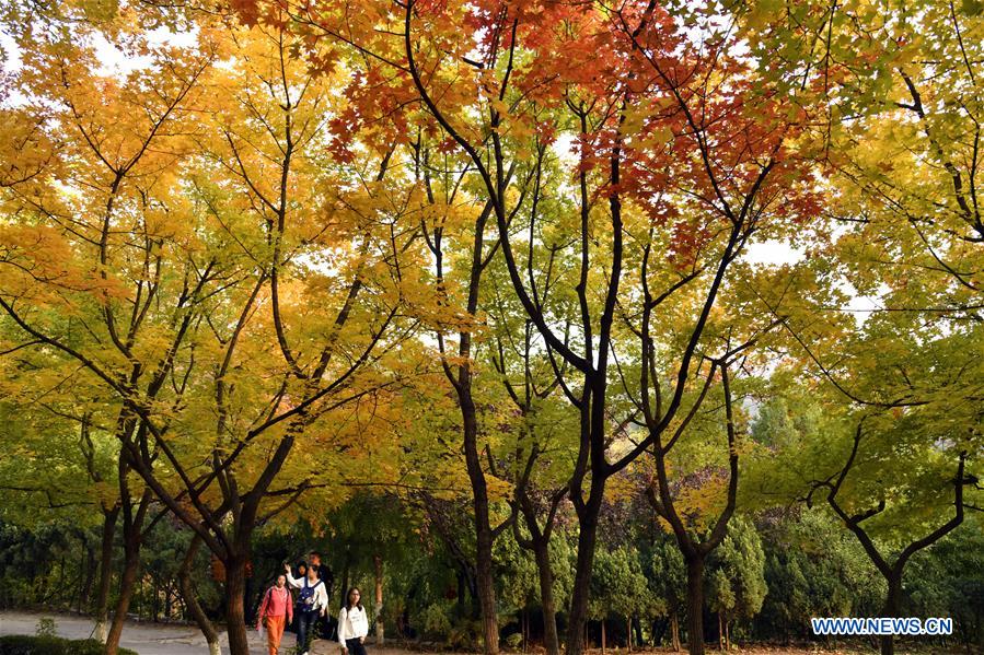 CHINA-SHANDONG-JINAN-AUTUMN SCENERY (CN)