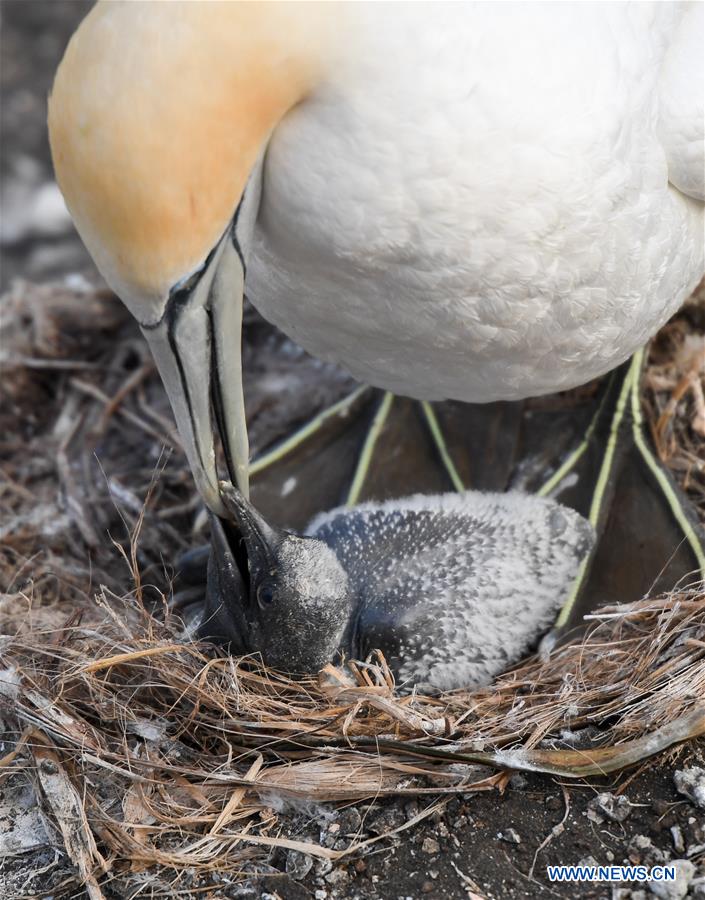 NEW ZEALAND-WELLINGTON-GANNETS