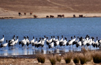 Efforts taken to restore ecological environment in upper reaches of Yangtze River in Yunnan