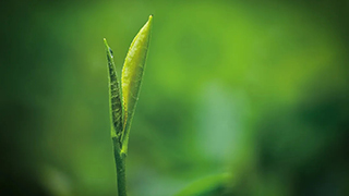 這片樹葉，改變了世界！