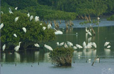 肯尼亞將制定國(guó)家計(jì)劃保護(hù)紅樹(shù)林