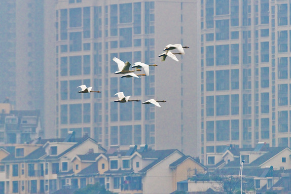 江西經(jīng)濟(jì)轉(zhuǎn)型求變：注入生態(tài)、創(chuàng)新、智能多重因子