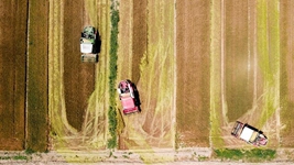 夏糧，穩(wěn)！