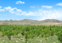 形成農(nóng)林牧、生態(tài)濕地等非主營業(yè)務