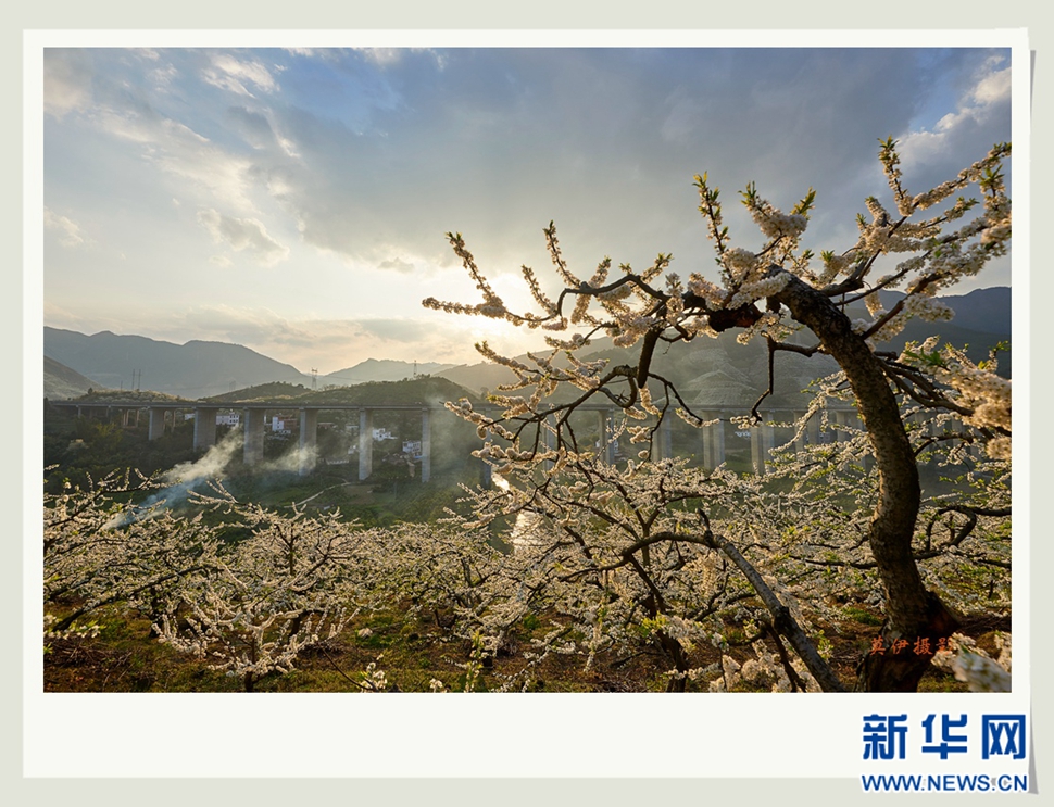 李花白，彩霞紅，春意濃