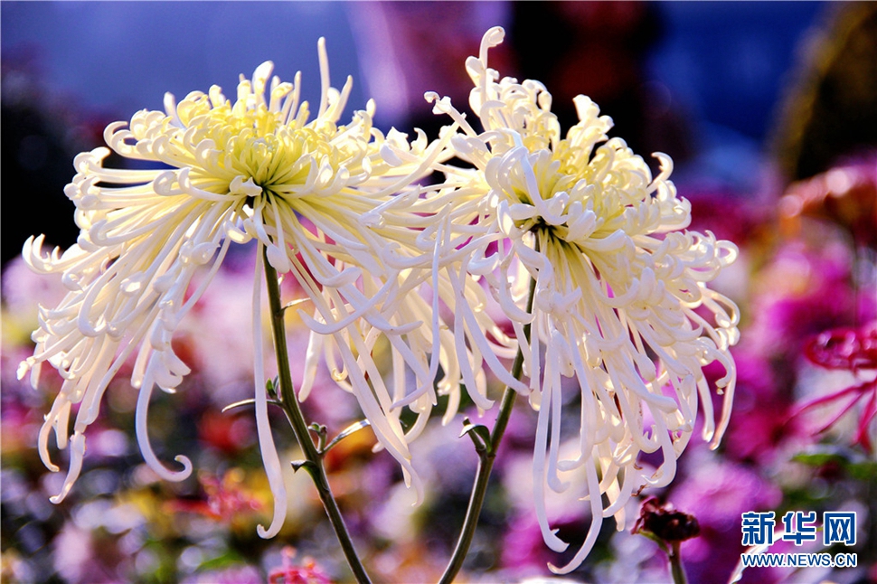 金秋時節(jié)，菊潤車城