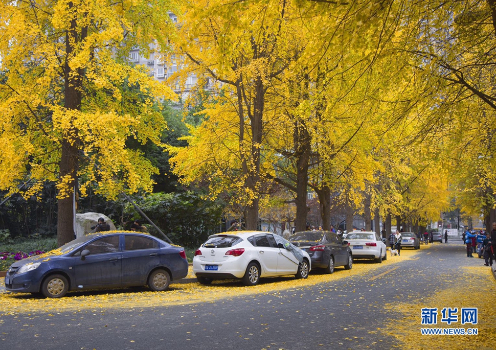 冬日暖陽，成都的銀杏已滿地