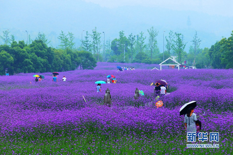 雨中游蓀湖花海，美翻了！
