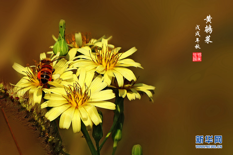 秋日鄉(xiāng)間的野花放異彩