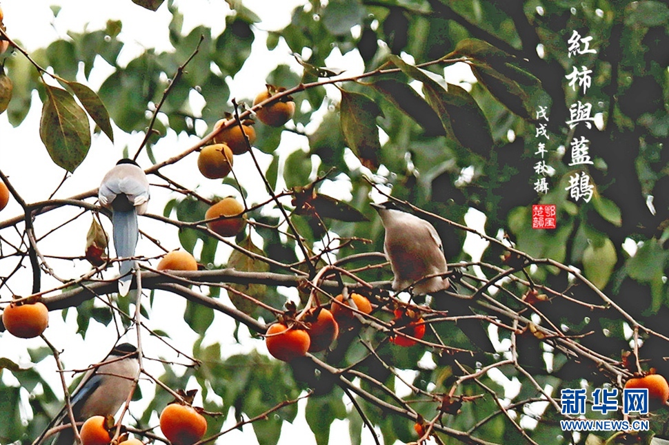 紅柿與藍(lán)鵲