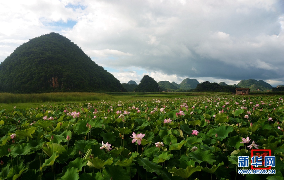 一生一世，萬(wàn)畝荷花