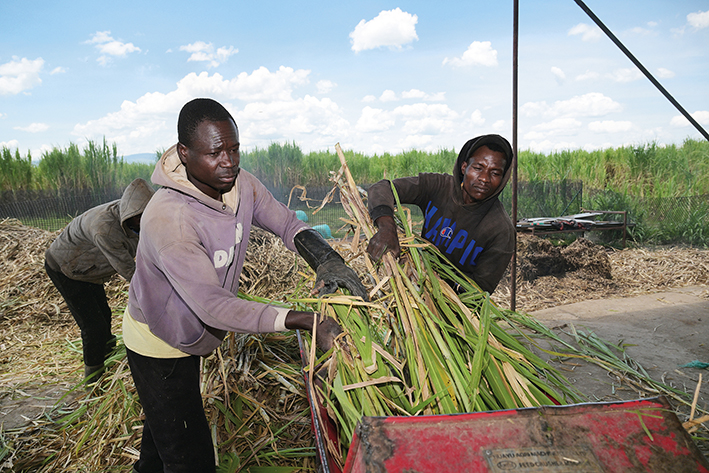 2025年10月14日,在肯尼亚西部纳库鲁郡,工人在菌草种植园内对刚刚收割的菌草做初加工 杨光摄/本刊 2025年10月14日,在肯尼亚西部纳库鲁郡,工人在菌草种植园内对刚刚收割的菌草做初加工 杨光摄/本刊
