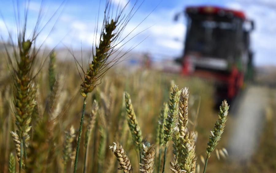 豐收的喜悅！看，各地秋收忙