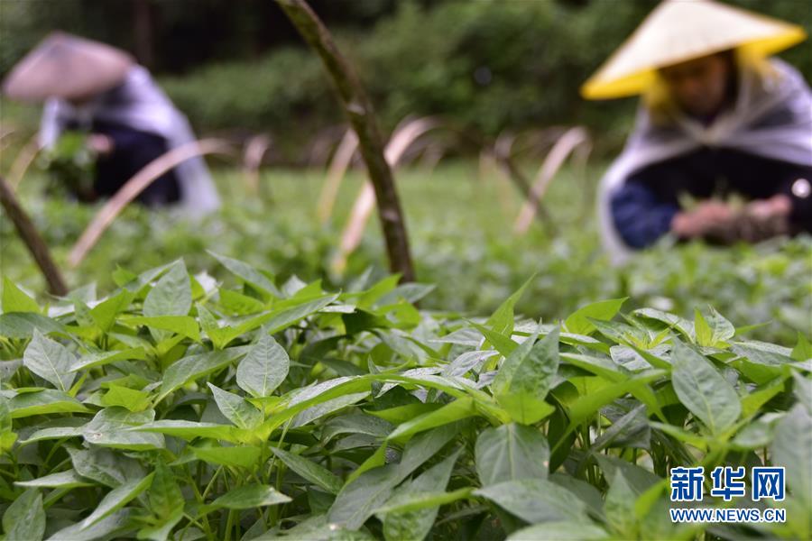 #（社會）（9）立夏將至農(nóng)事忙 