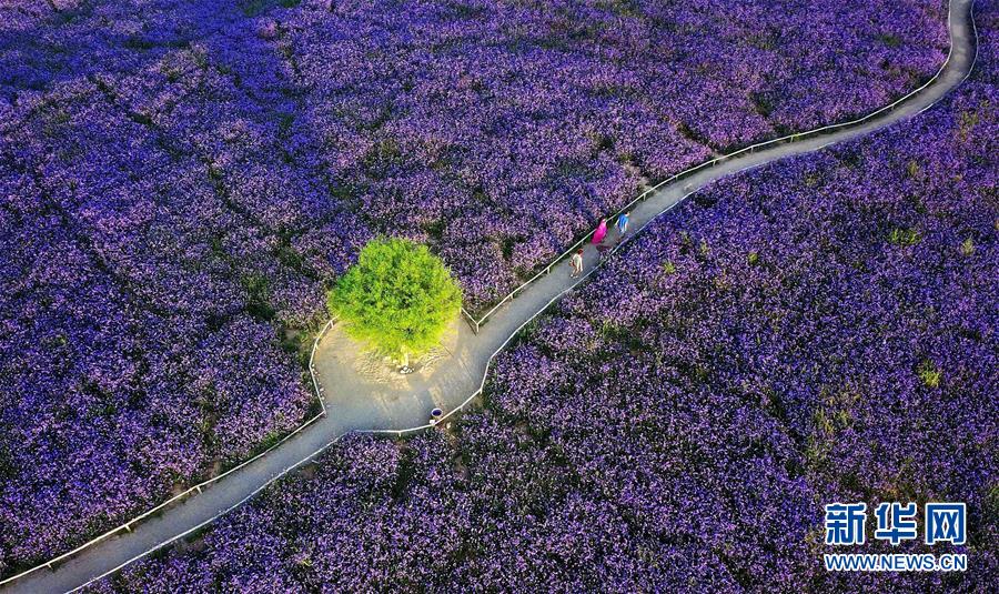 （十九大&middot;讀報(bào)告 話民生）（7）加快生態(tài)文明體制改革，建設(shè)美麗中國