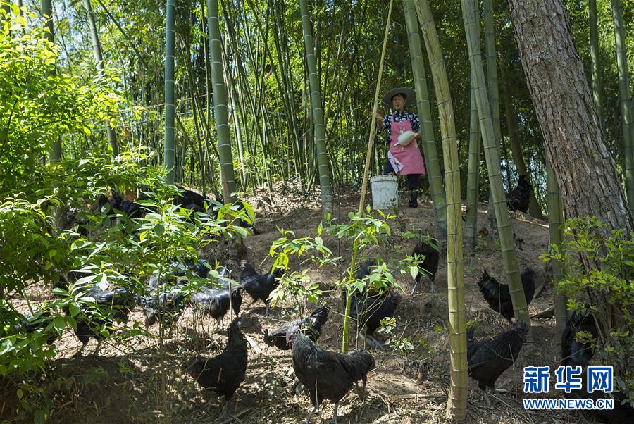 （新華全媒頭條&middot;圖文互動(dòng)）（2）赤水：別了，貧困！