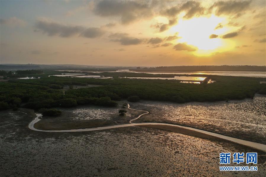 (圖文互動)(1)十年樹木、紅樹成林——“海上森林”回歸記