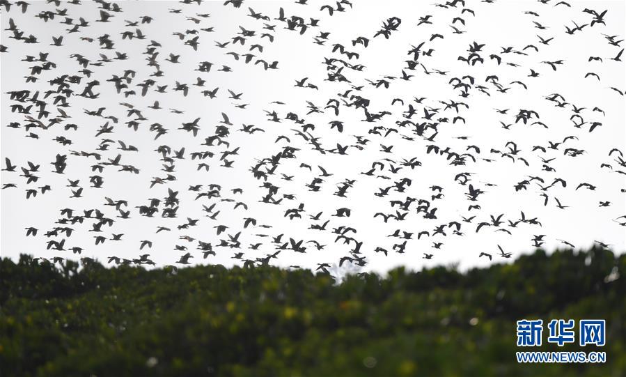 （圖文互動(dòng)）（3）十年樹木、紅樹成林&mdash;&mdash;&ldquo;海上森林&rdquo;回歸記