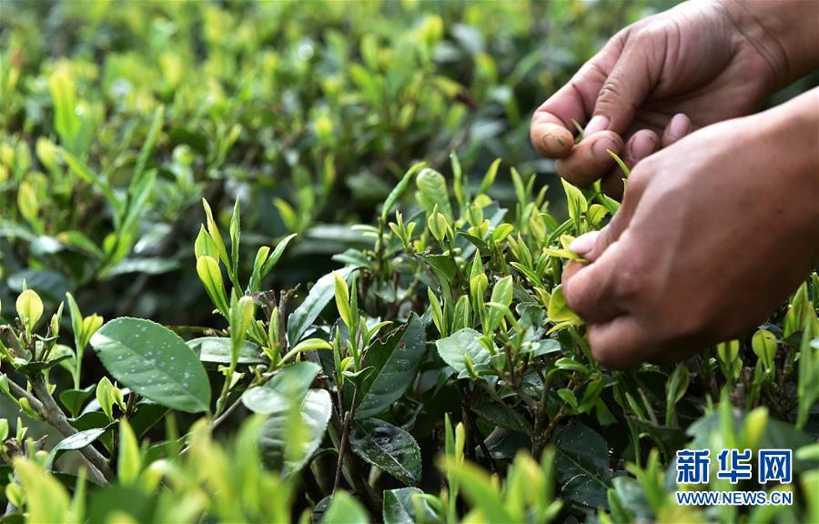 （經(jīng)濟(jì)）（8） 西藏墨脫：茶業(yè)變成致富&ldquo;金葉&rdquo;