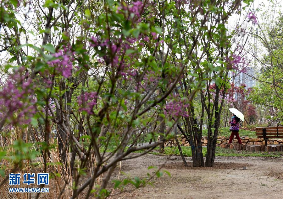 （在習(xí)近平新時代中國特色社會主義思想指引下&mdash;&mdash;新時代新氣象新作為&middot;新華全媒頭條&middot;圖文互動）（4）最濃是這中國紅&mdash;&mdash;北京市西城區(qū)弘揚紅墻意識深化改革發(fā)展紀(jì)實