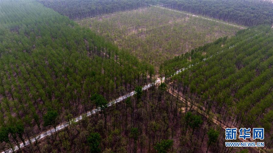 （在習(xí)近平新時代中國特色社會主義思想指引下&mdash;&mdash;新時代新氣象新作為&middot;圖文互動）（1）河南民權(quán)：三代造林人接力68年播綠黃河故道