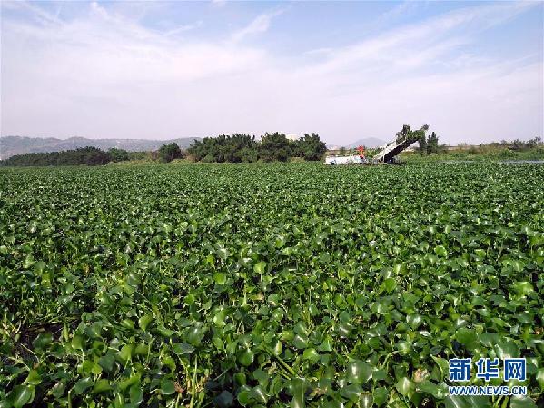 （圖文互動）（4）&ldquo;白練&rdquo;變&ldquo;黑龍&rdquo;，江河變&ldquo;草原&rdquo;－－粵東母親河為何污染20多年難治理？