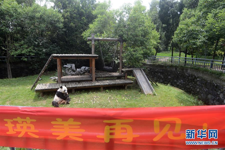 #（社會(huì)）（1）大熊貓&ldquo;瑛美&rdquo;告別揚(yáng)州回家鄉(xiāng)四川