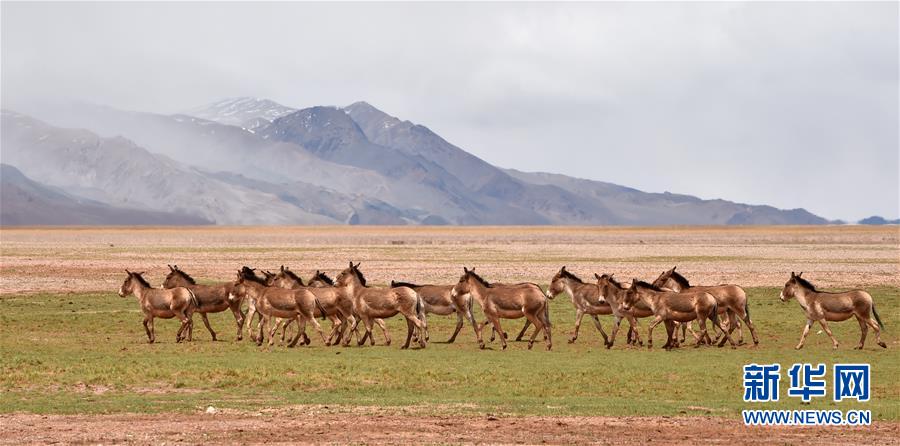 (新華全媒頭條·圖文互動)(9)跨越千里的遠行——西藏首批高海拔地區(qū)群眾生態(tài)搬遷實錄