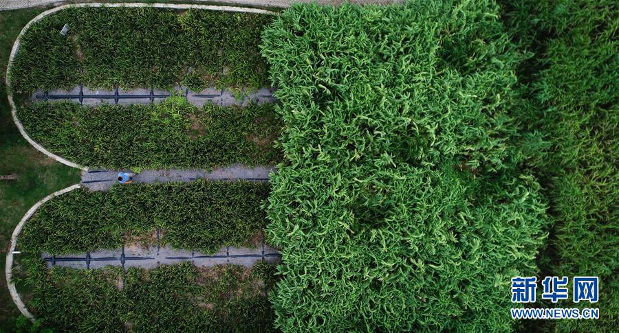 （在習近平新時代中國特色社會主義思想指引下&mdash;&mdash;新時代新作為新篇章&middot;圖文互動）（3）稀奇！治污濕地成了休閑公園&mdash;&mdash;江蘇蘇州全域推進農(nóng)村生活污水治理