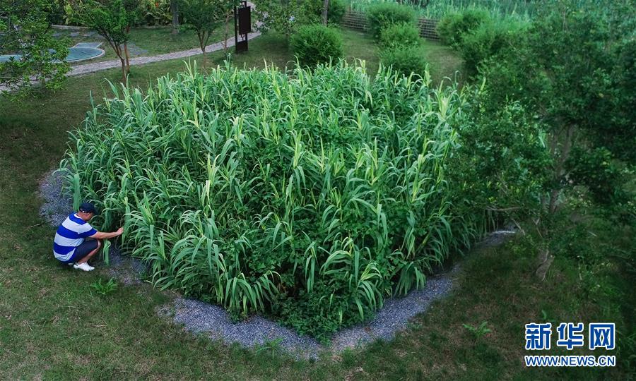 （在習近平新時代中國特色社會主義思想指引下&mdash;&mdash;新時代新作為新篇章&middot;圖文互動）（4）稀奇！治污濕地成了休閑公園&mdash;&mdash;江蘇蘇州全域推進農(nóng)村生活污水治理