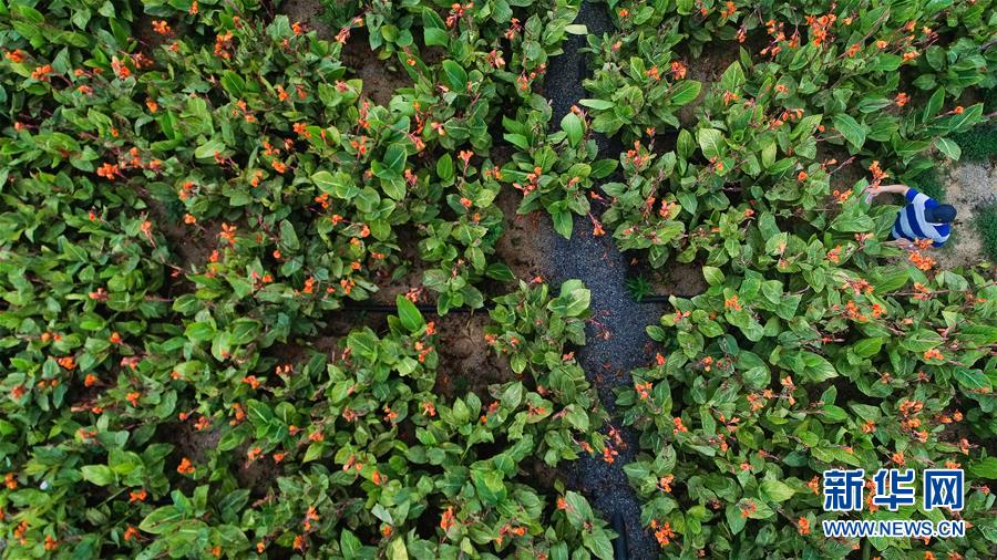 （在習近平新時代中國特色社會主義思想指引下&mdash;&mdash;新時代新作為新篇章&middot;圖文互動）（5）稀奇！治污濕地成了休閑公園&mdash;&mdash;江蘇蘇州全域推進農(nóng)村生活污水治理