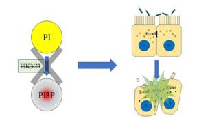 PI3P缺失導(dǎo)致上皮細(xì)胞連接破壞，最終招募中性粒細(xì)胞，發(fā)生急性炎癥