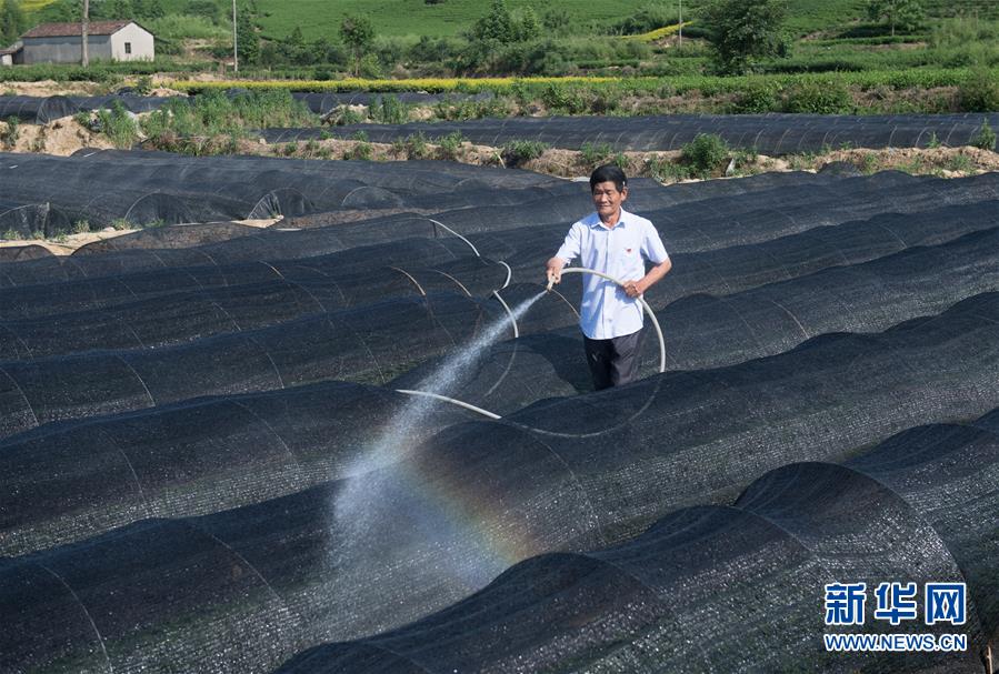 （新華全媒頭條&middot;圖文互動(dòng)）（6）安吉白茶奔向扶貧一線&mdash;&mdash;浙江黃杜村農(nóng)民黨員先富幫后富向貧困地區(qū)捐贈(zèng)&ldquo;扶貧苗&rdquo;