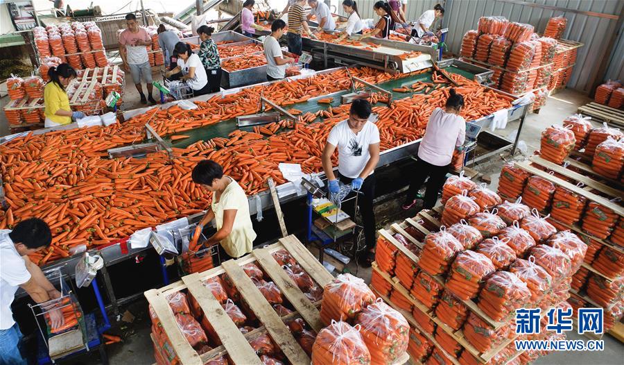 （壯闊東方潮 奮進(jìn)新時(shí)代&mdash;&mdash;慶祝改革開(kāi)放40年）（9）感受&ldquo;毛烏素&rdquo;的生機(jī)