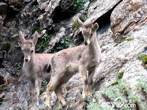 久美扎西拍攝的野生動物。