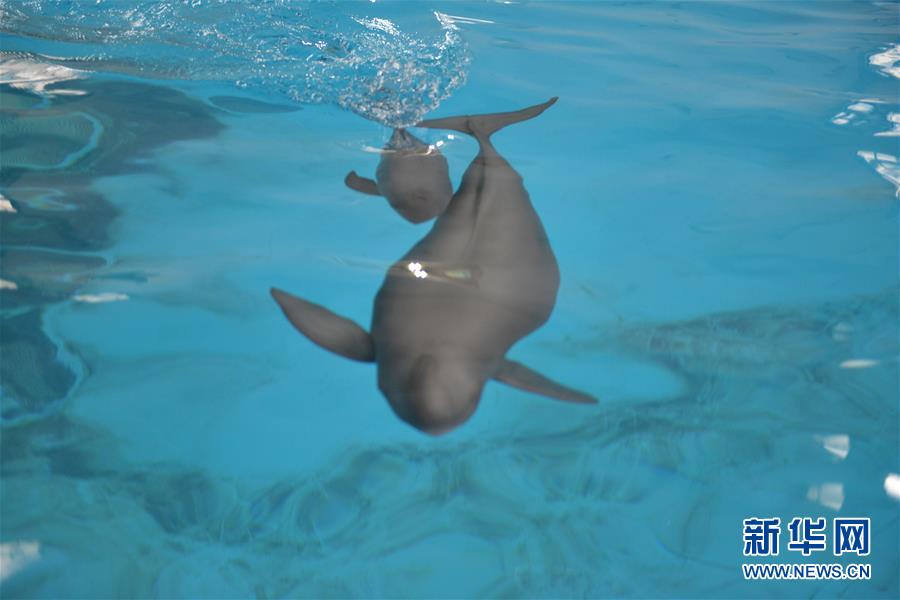 (圖文互動(dòng))(2)從消失的白鱀豚到人工繁殖江豚——三個(gè)故事見(jiàn)證長(zhǎng)江生態(tài)保護(hù)變遷