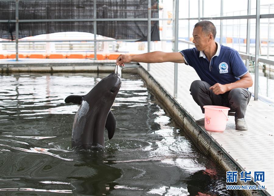 (圖文互動(dòng))(3)從消失的白鱀豚到人工繁殖江豚——三個(gè)故事見(jiàn)證長(zhǎng)江生態(tài)保護(hù)變遷