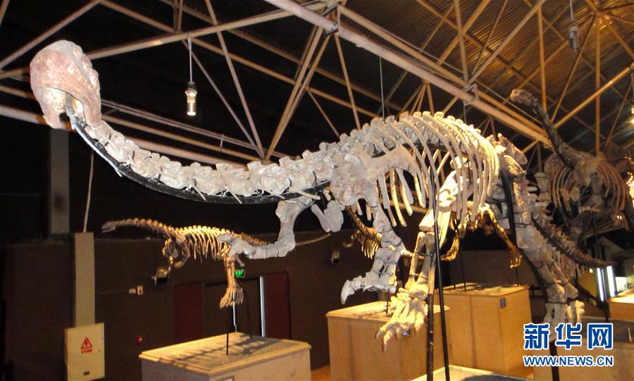 （圖文互動）（1）云南祿豐發(fā)現(xiàn)基干蜥腳型類恐龍新屬種&ldquo;孫氏彝州龍&rdquo;