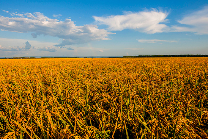 秋收的中國，你想象不到的美！但更美的是&hellip;&hellip;