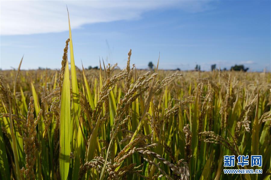（豐收的味道&middot;圖文互動(dòng)）（2）產(chǎn)糧大縣的&ldquo;豐收表情&rdquo;&mdash;&mdash;吉林水稻主產(chǎn)區(qū)輝南走訪見聞